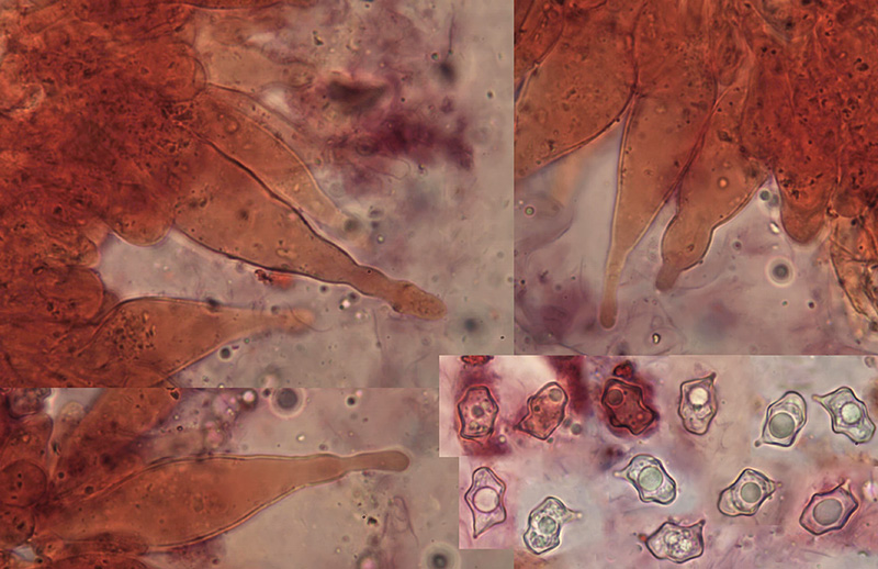 Entoloma excentricum spory cheilocystidy